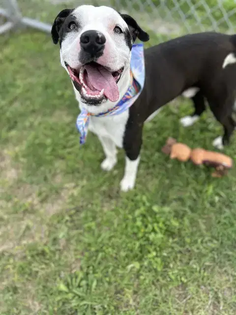 Finn