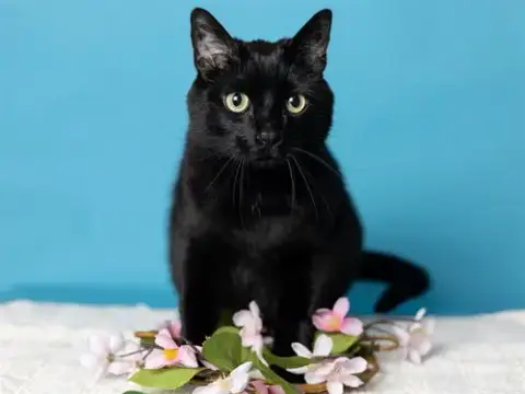 Juniper