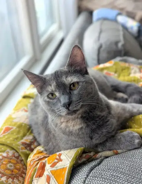 Cloudy(Adoption Fee Sponsored)