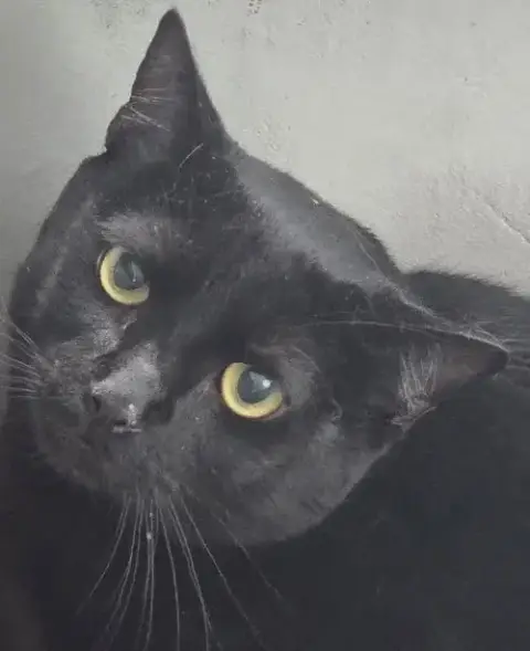 Salem
