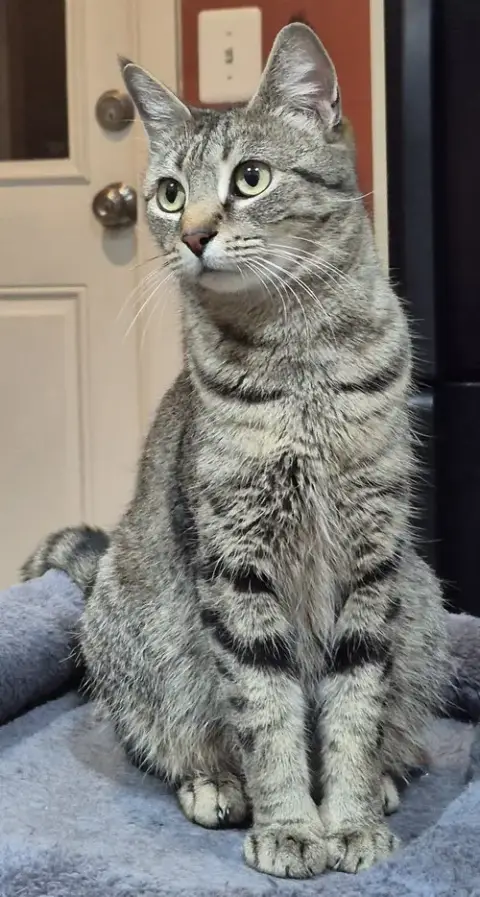 Gabby