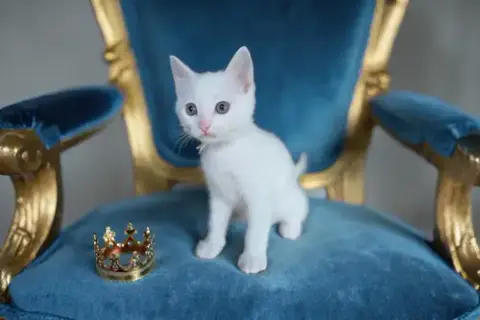 Prince Henry
