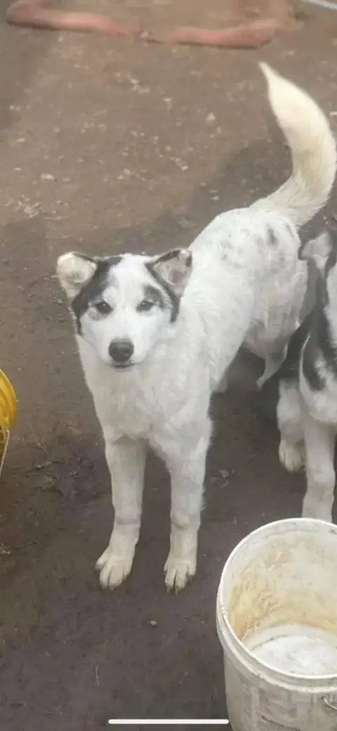 Sasha 2 photo 2