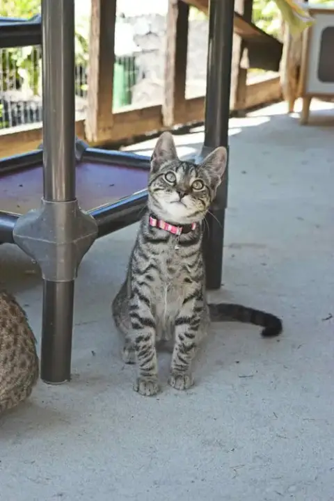 Season Kitties