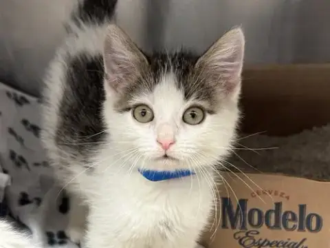 Kit
