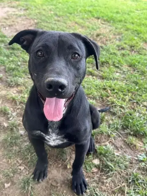 Boone