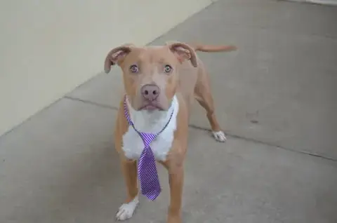 Huxley