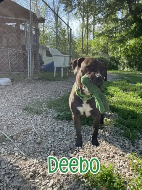 Deebo photo 3