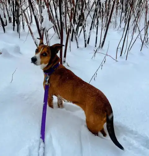 Daisy