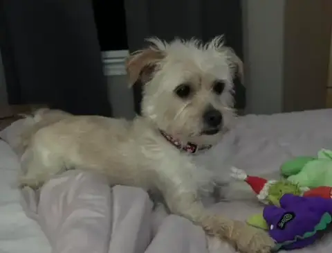 Benji Nick In Ri photo 5