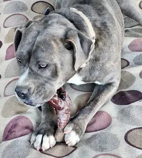 Jaxx photo 3
