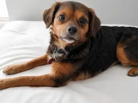 Tammy