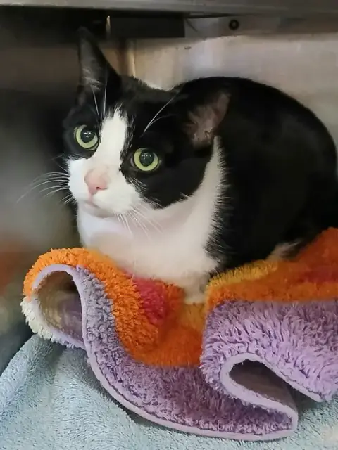 Gomez