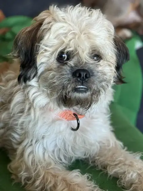 Frankie