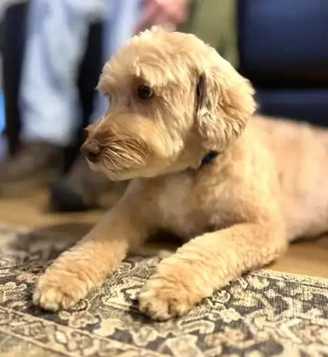 Archie photo 2