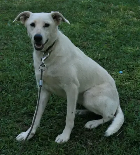 Dolly photo 2