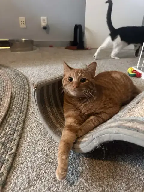 Bip