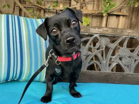 Darla