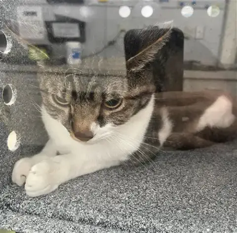 Milo
