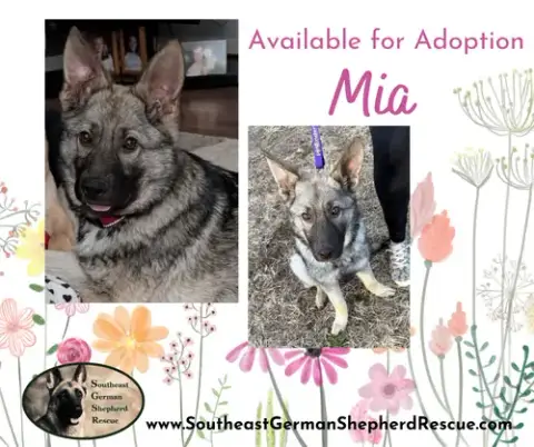 Mia