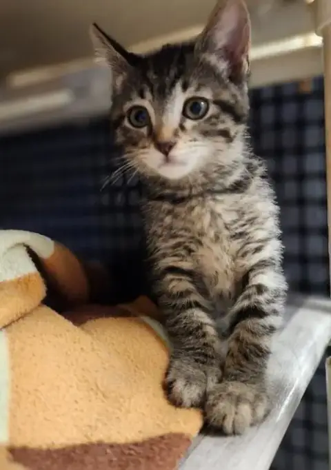 Cat 27541 photo 3