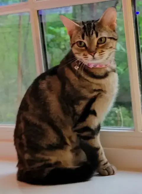 Cleo photo 4