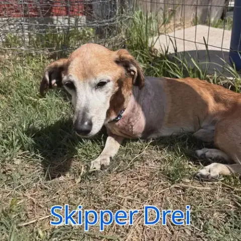 Skipper Drei photo 3