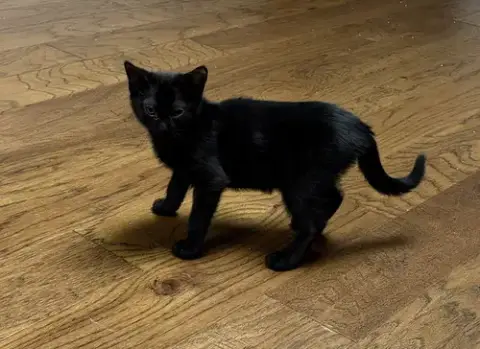 Naomi Kitten