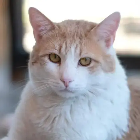Leo Decatmeow photo 2