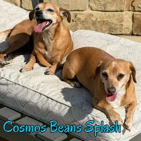 Cosmos Beans Splash photo 4