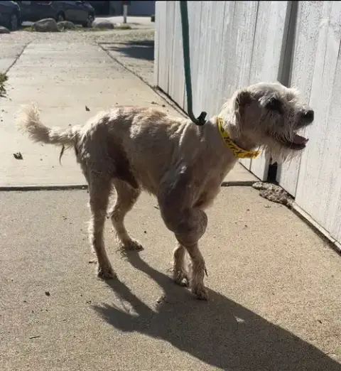 Gimpy photo 4