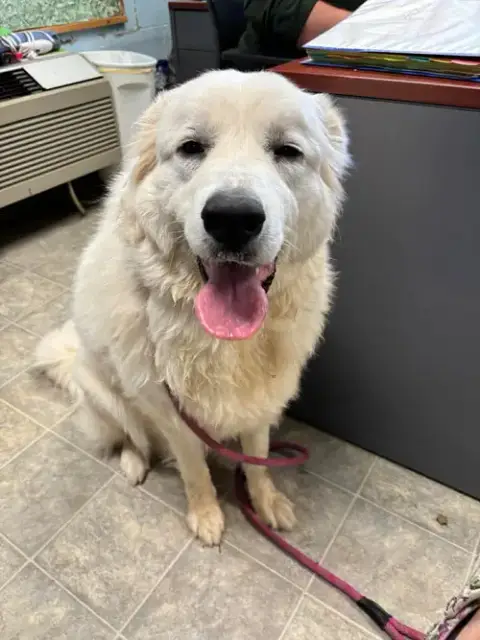 Tilly: Not At Shelter