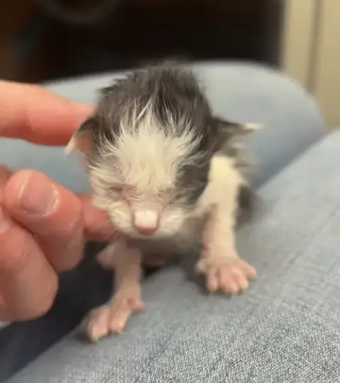 Kitten 4