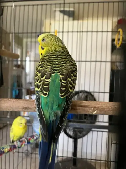 Parakeets 2 Males photo 3