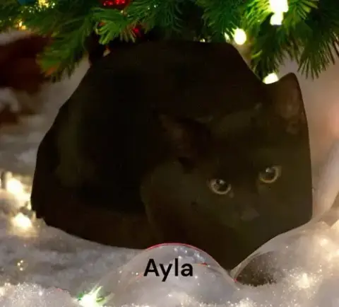 Ayla photo 5