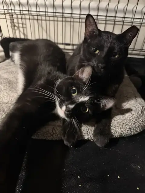 Midnight & Alex photo 2