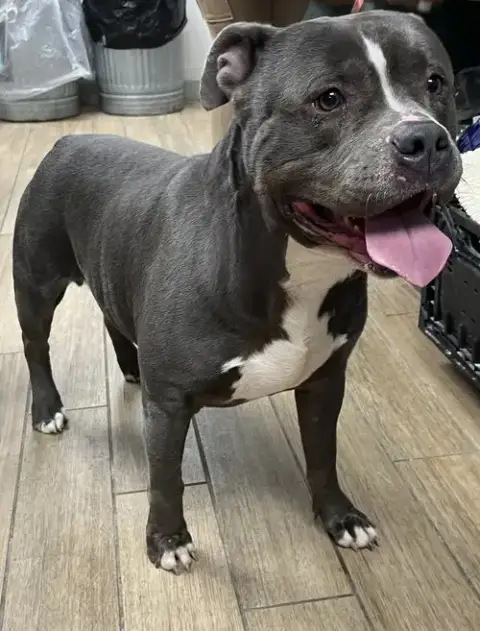 Silverback