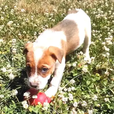 Gunner