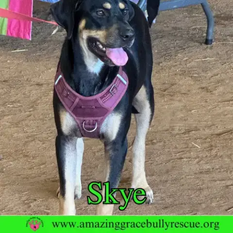 Skye photo 2