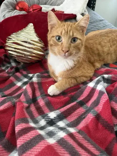 Hank photo 4