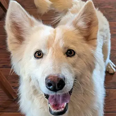 Lassie