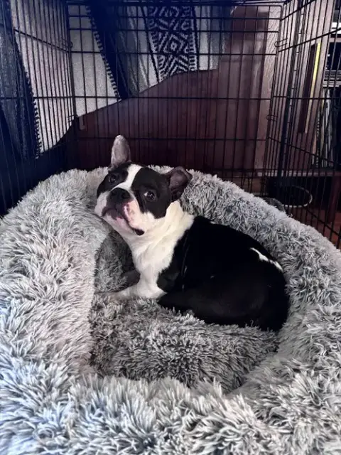 Meatball