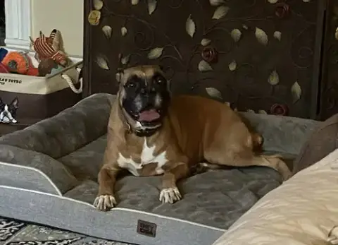 Dakota