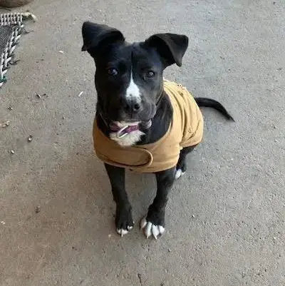 Suzie photo 4