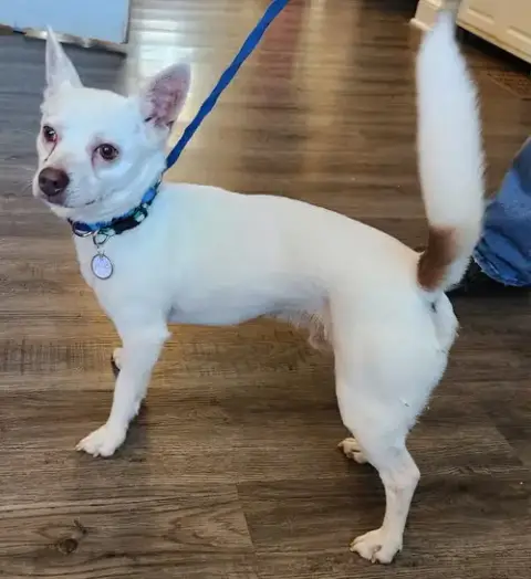 Ace *Adopt Or Foster photo 3