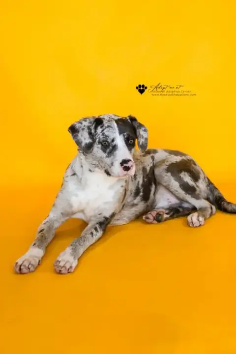 Vincent-$75 Adoption Fee! Diamond Dog! photo 3