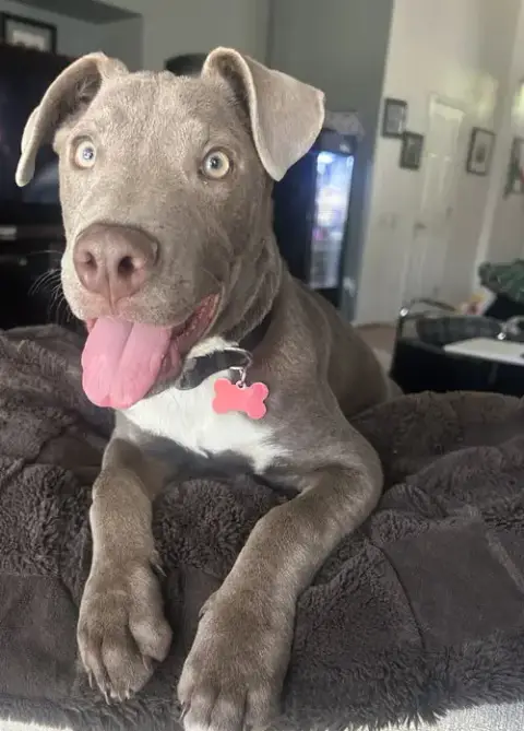 Bluey