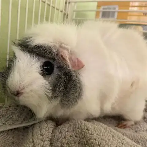 Cotton