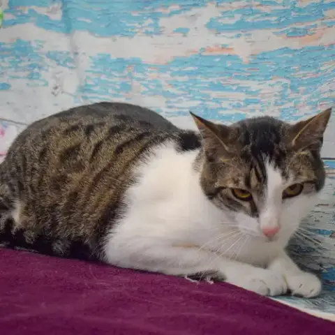 Sherman photo 5
