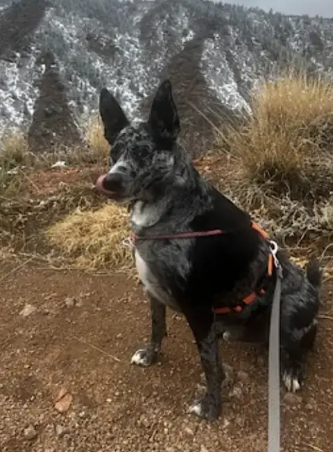 Jasper photo 4